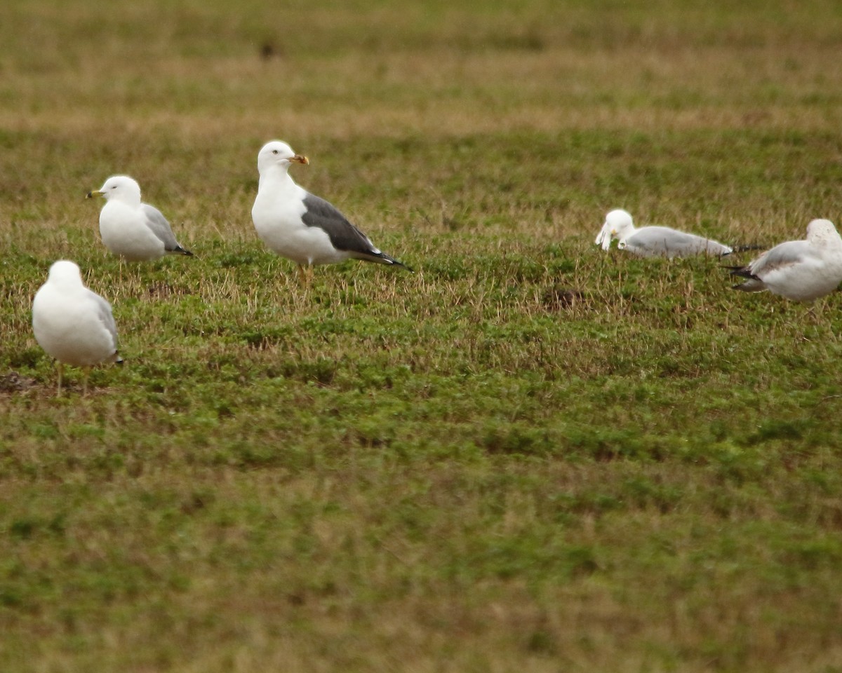 Lesser Black-backed Gull - ML616748617