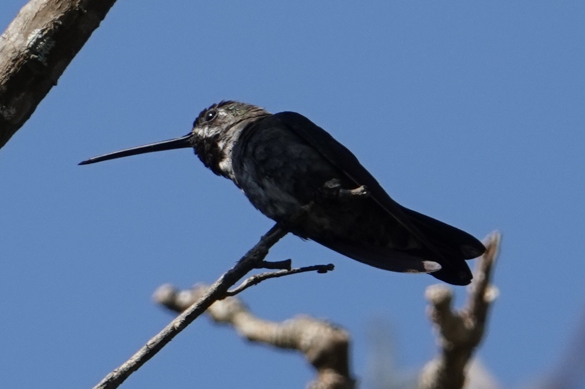 kolibřík hvězdohrdlý - ML616748620