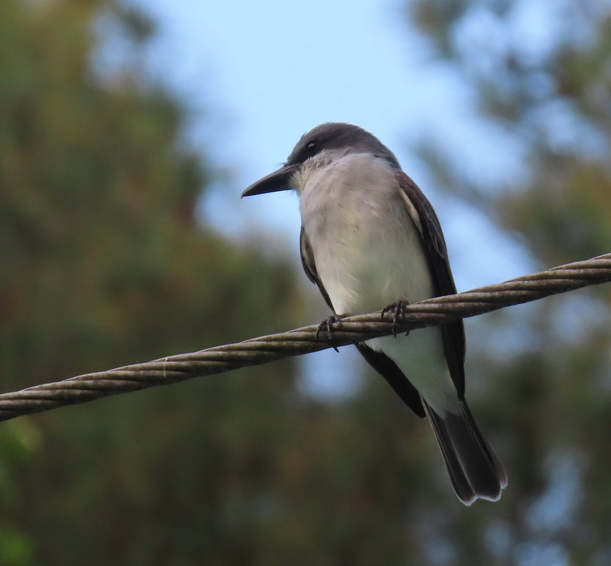 Gray Kingbird - ML616748624