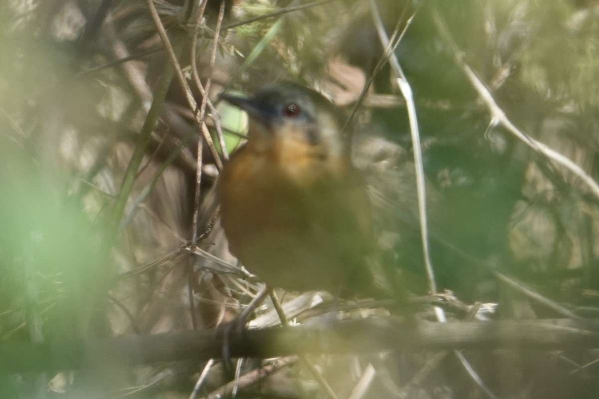 White-bellied Antbird - ML616748642