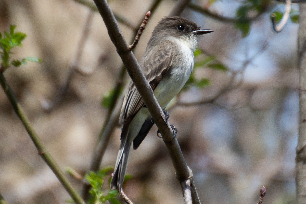 Eastern Phoebe - ML616748686