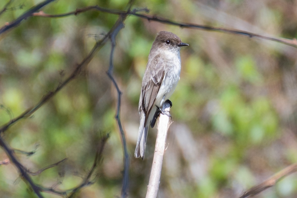 Eastern Phoebe - ML616748688