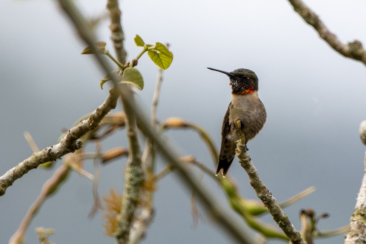 Ruby-throated Hummingbird - ML616748708