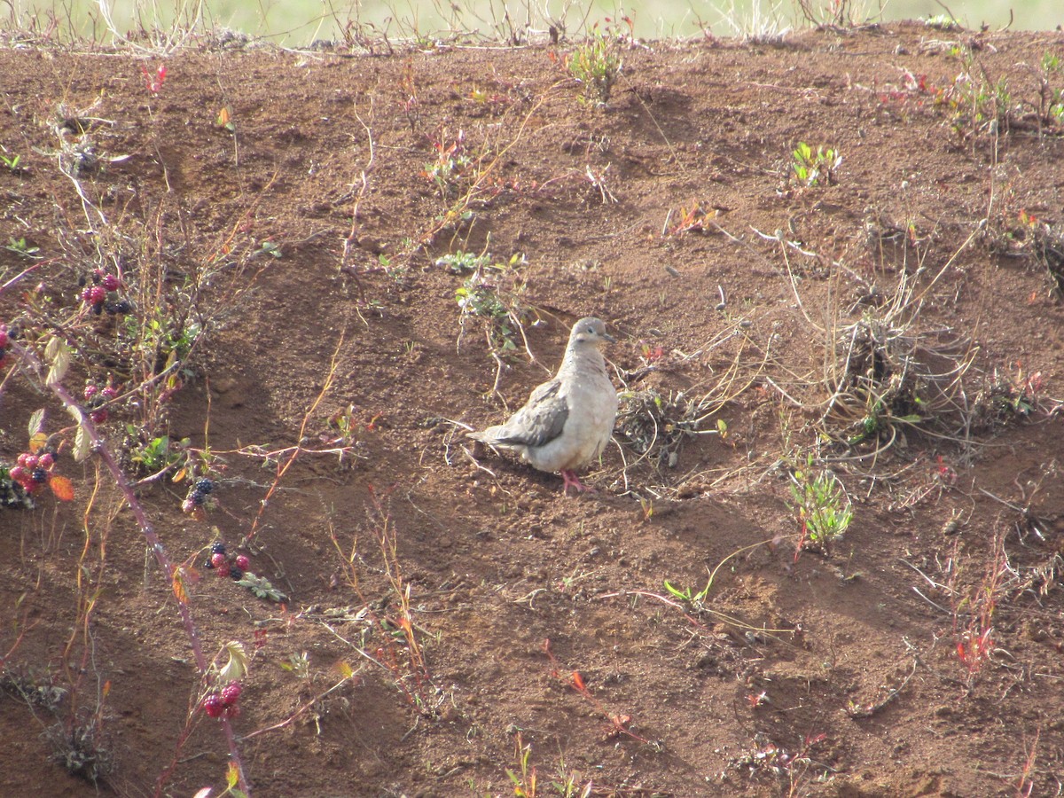 Eared Dove - ML616748727