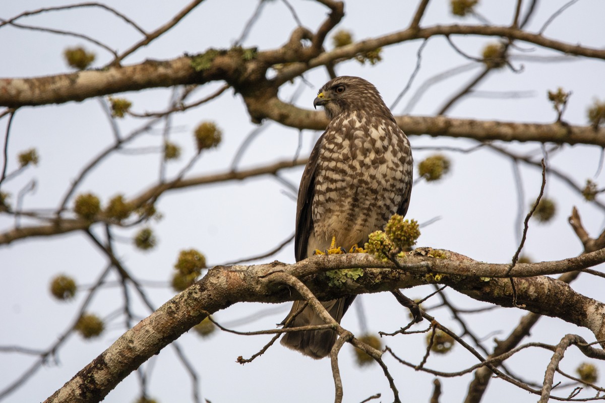 Broad-winged Hawk - ML616748800