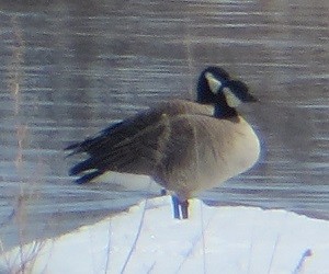 Cackling Goose - ML616748852