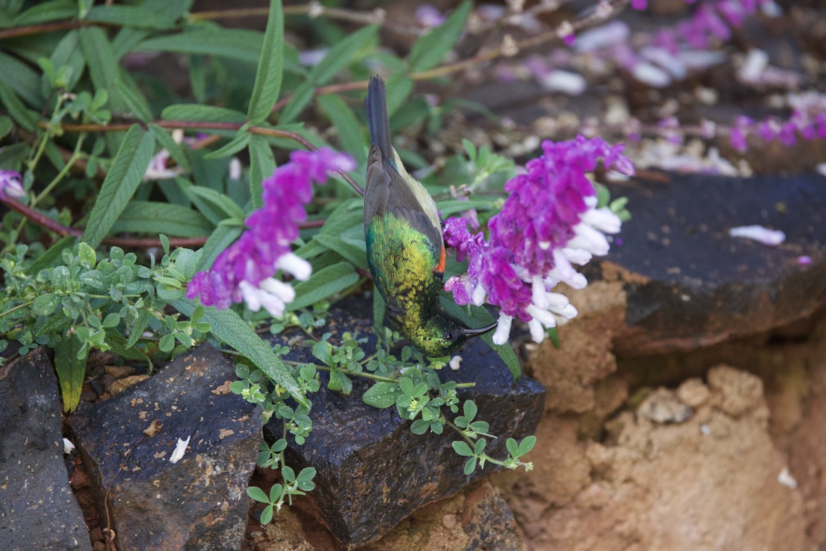 Eastern Double-collared Sunbird - ML616748866