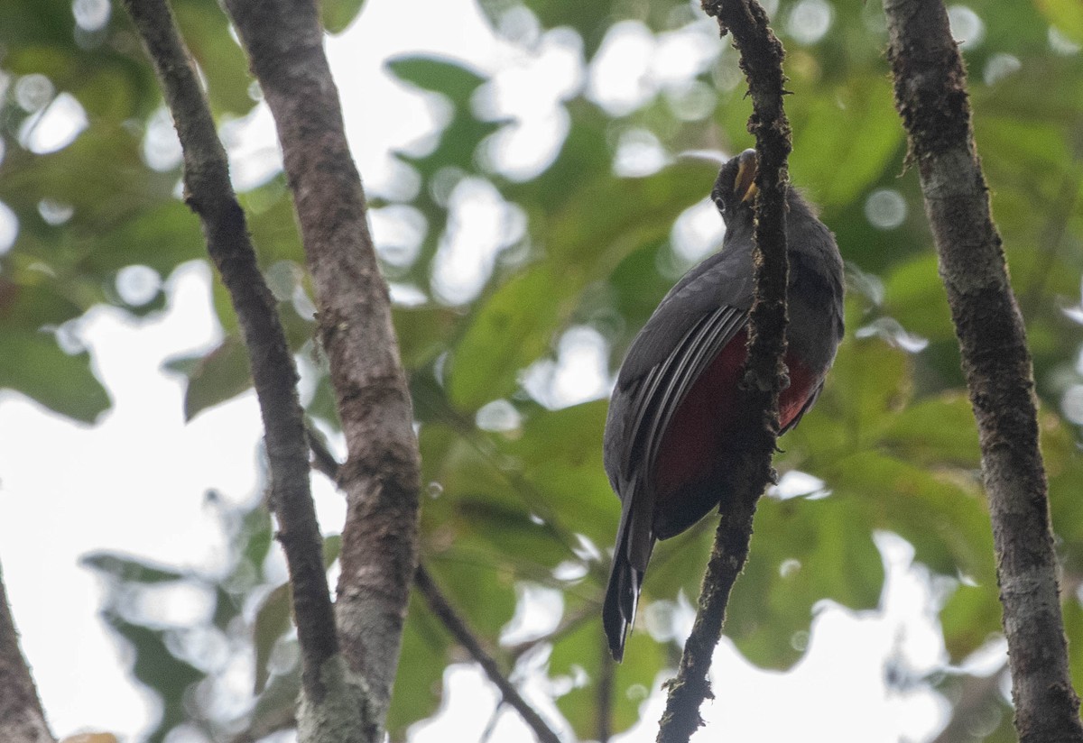 Lacivert Kuyruklu Trogon - ML616748875