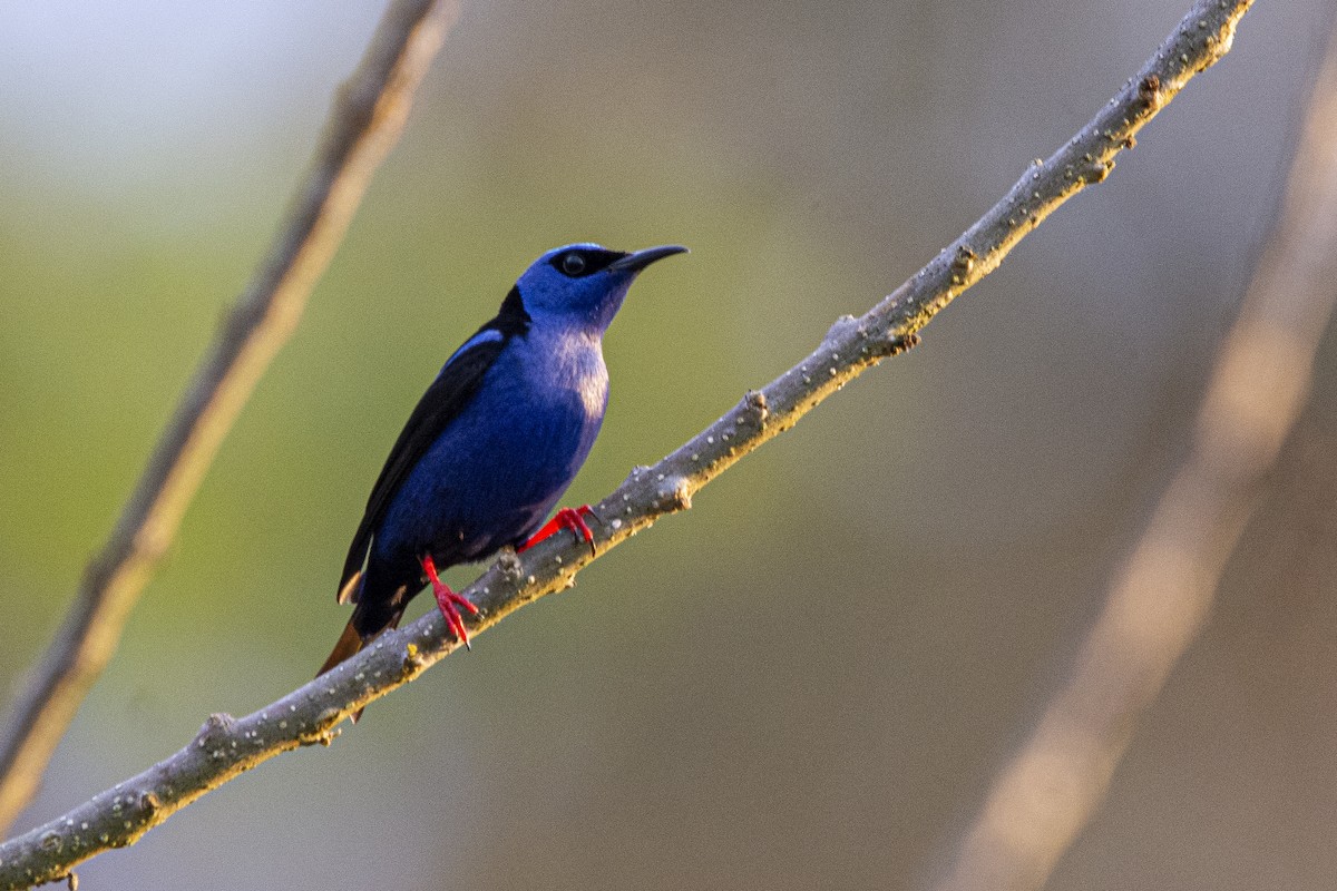 Red-legged Honeycreeper - ML616748904