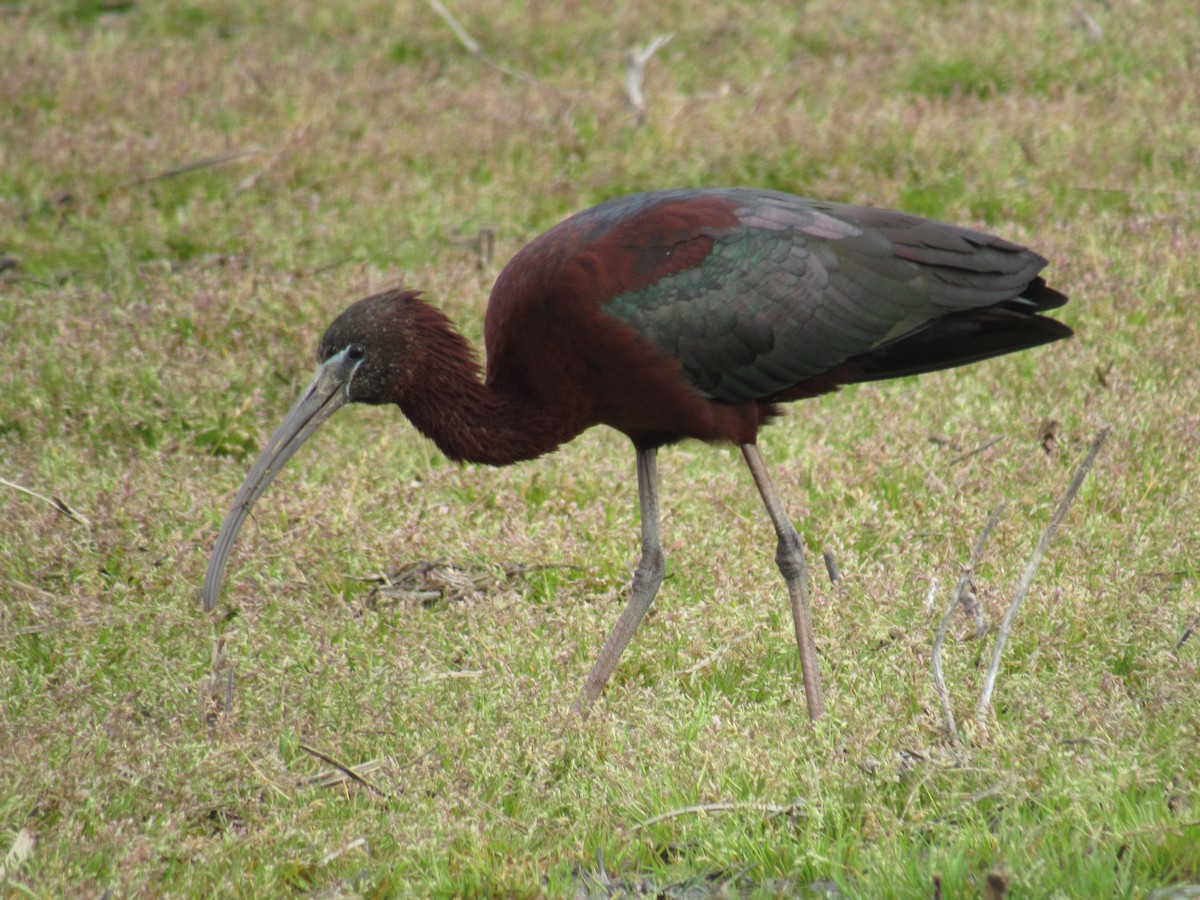 Glossy Ibis - ML616748929