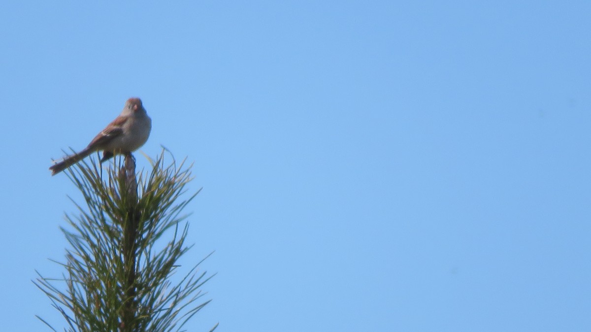 Field Sparrow - ML616748932