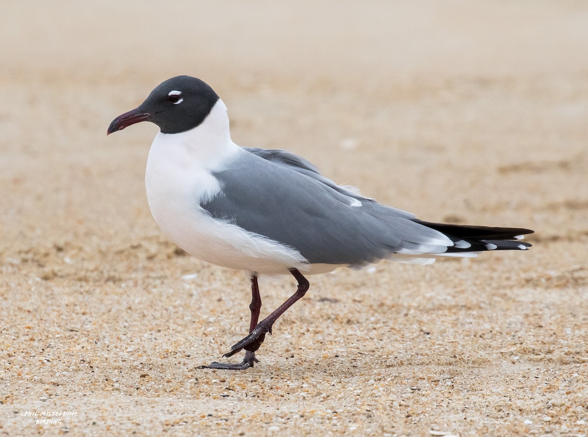 Mouette atricille - ML616748939