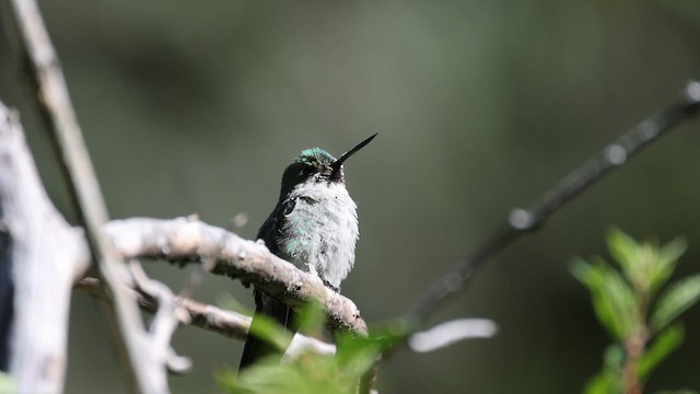 Colibrí Ventrigrís - ML616748953