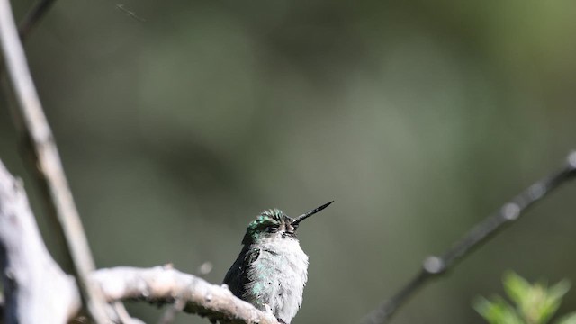 Colibrí Ventrigrís - ML616748974