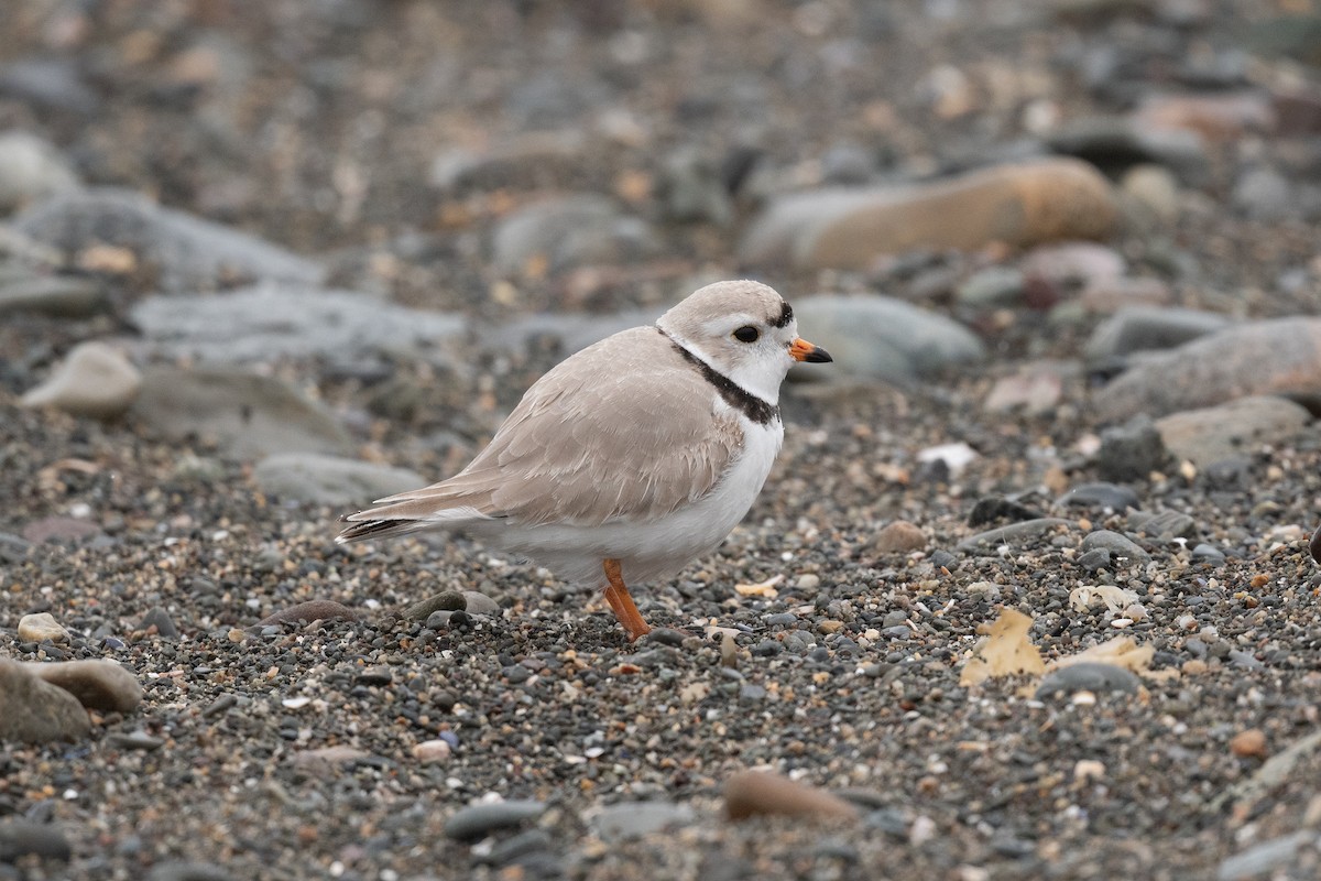 Piping Plover - Sebastian Jones