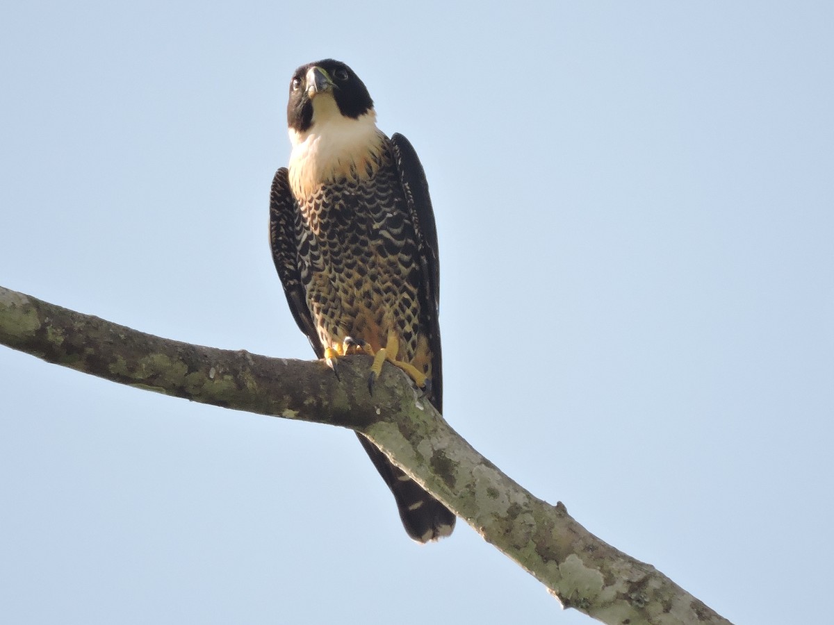 Bat Falcon - Luisa Fernanda Chavez Paz