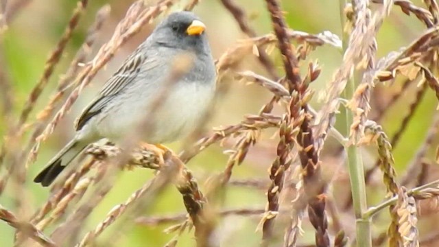 Band-tailed Sierra Finch - ML616749197