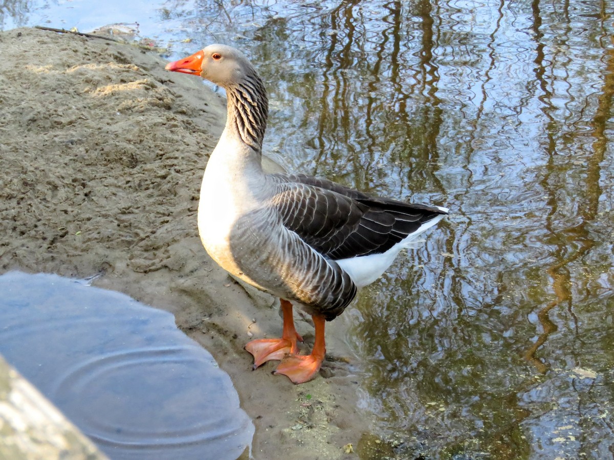 Graylag Goose (Domestic type) - ML616749202