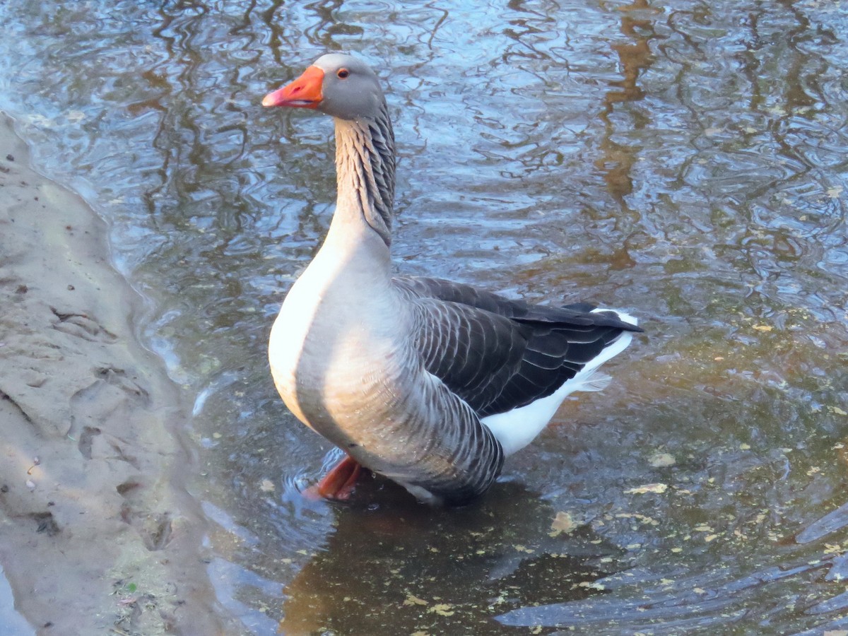 Graylag Goose (Domestic type) - ML616749203