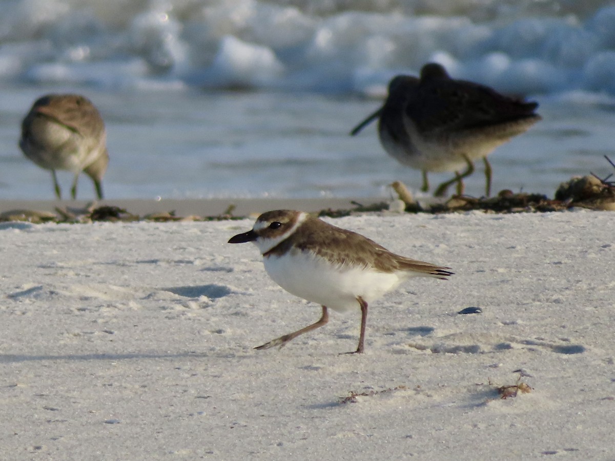 Wilson's Plover - ML616749204