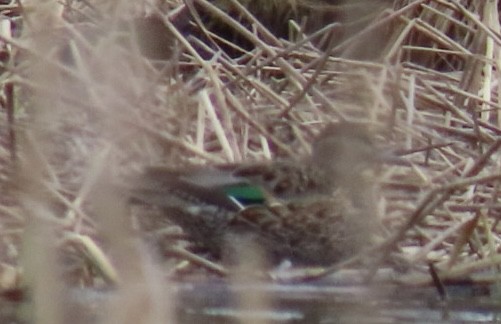 Green-winged Teal - ML616749231