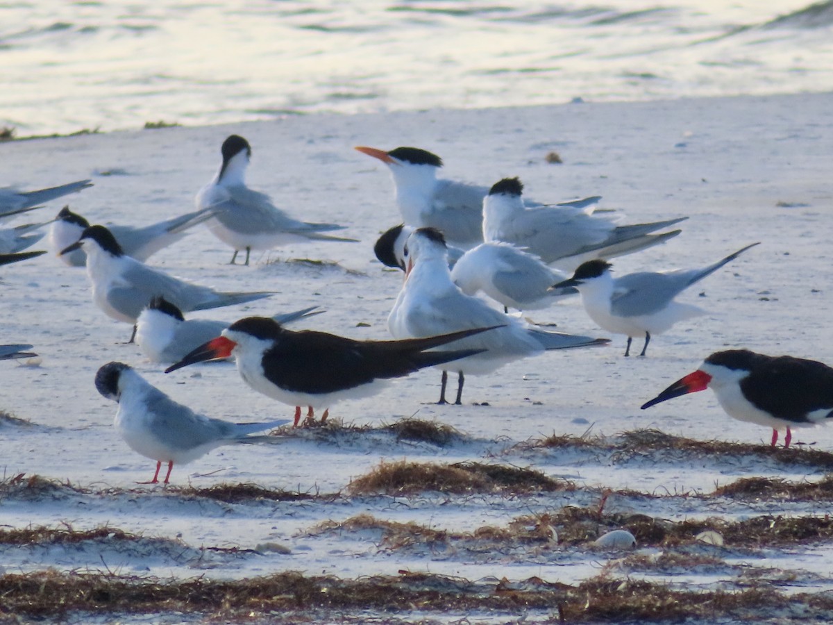 Black Skimmer - ML616749235