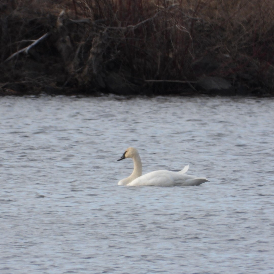 Trumpeter Swan - Manon Guglia