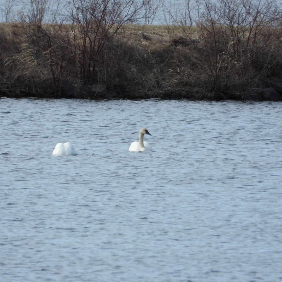 Trumpeter Swan - Manon Guglia