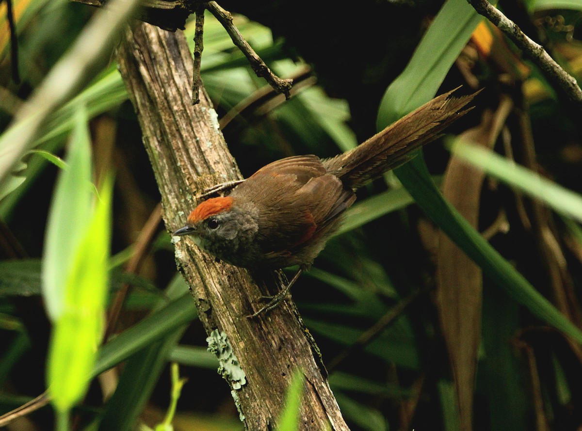 Spix's Spinetail - Paulo Fagundes
