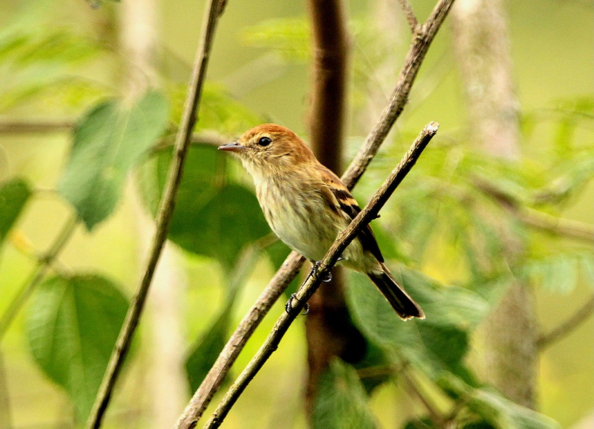 Bran-colored Flycatcher - Paulo Fagundes