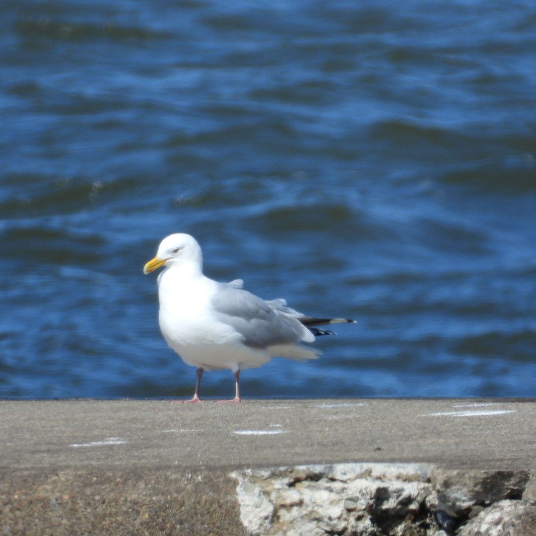 American Herring Gull - ML616749311