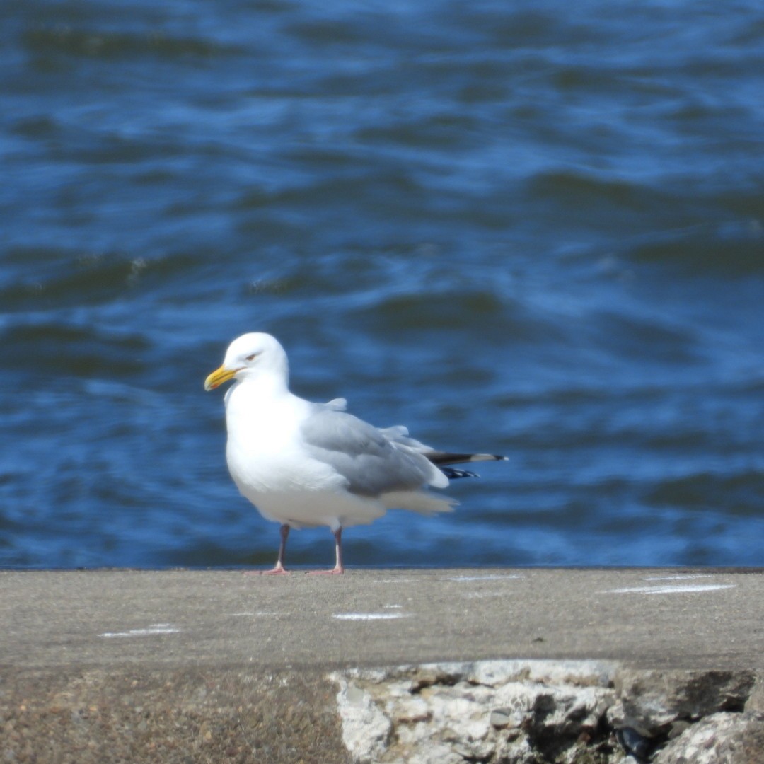 Herring Gull (American) - ML616749311