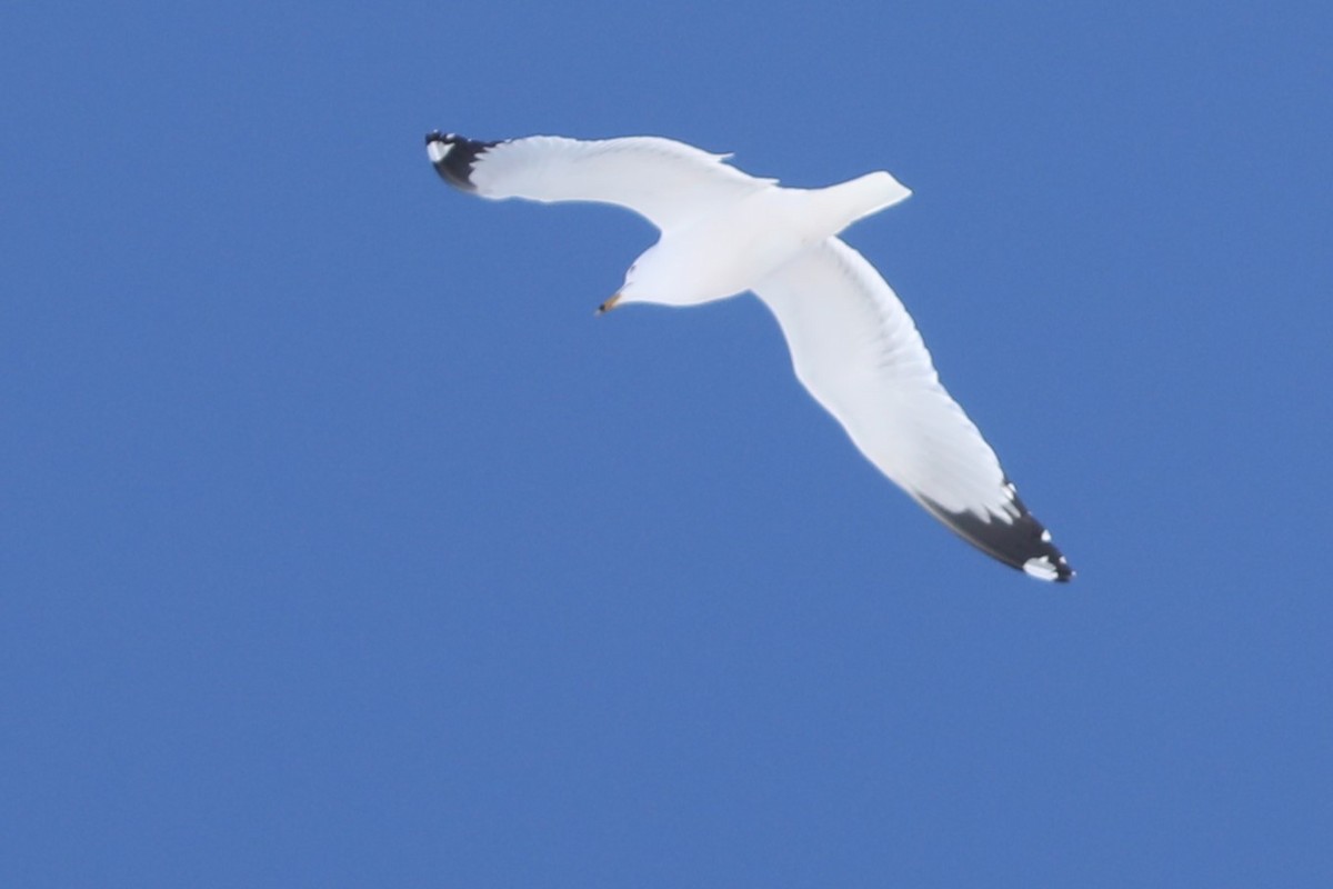 Ring-billed Gull - Irene Crosland