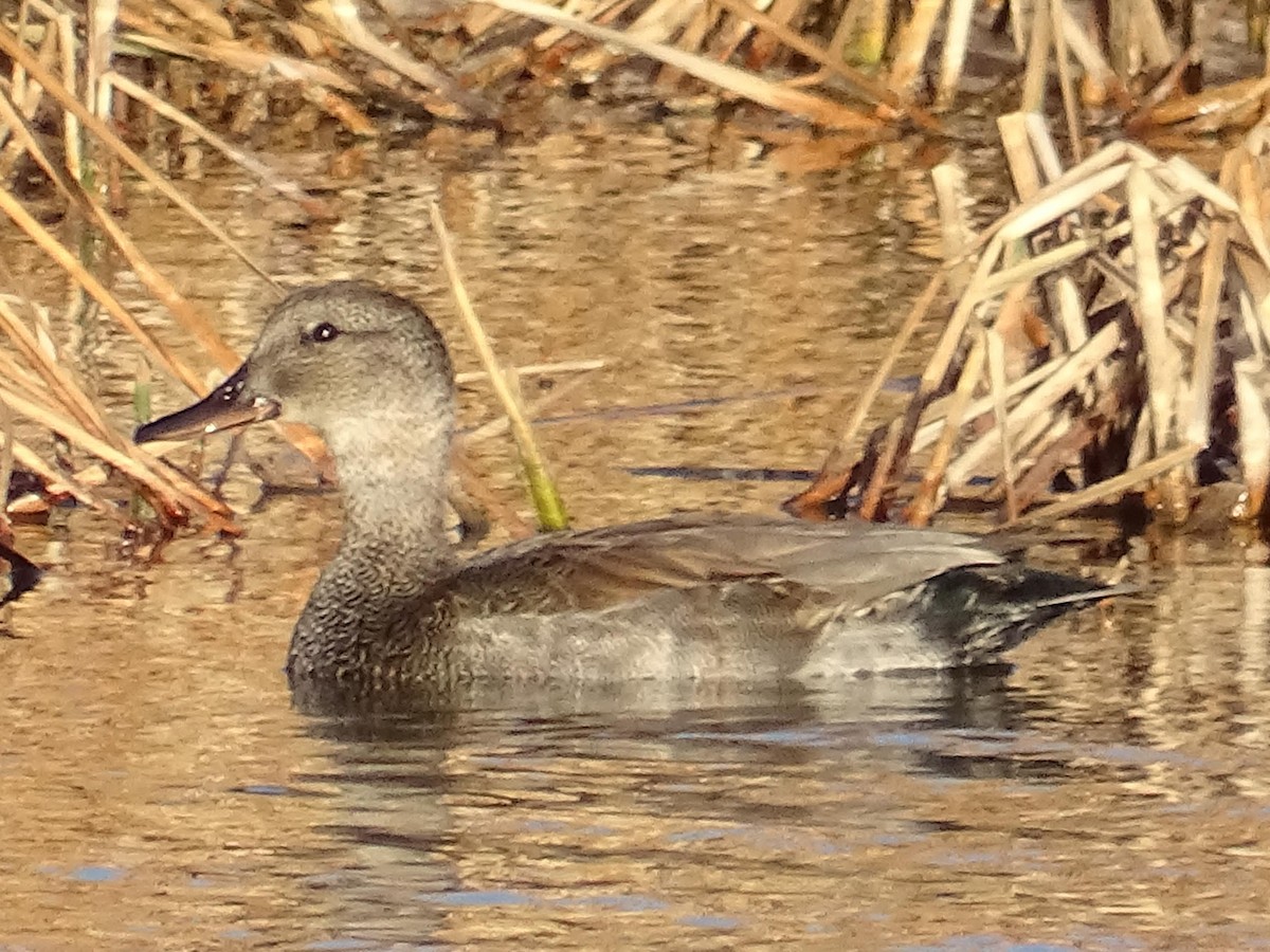 Gadwall - ML616749380