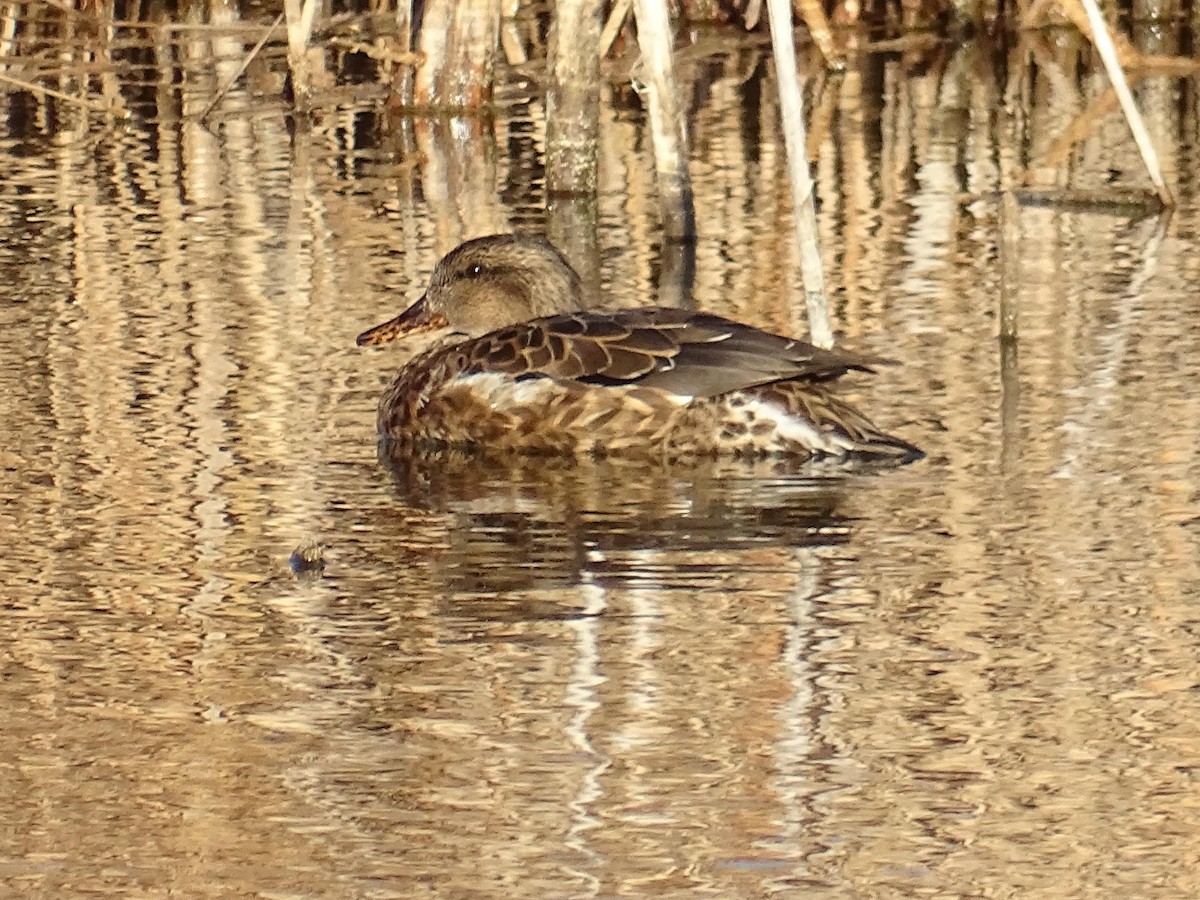 Gadwall - ML616749381