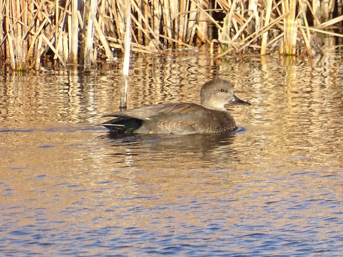 Gadwall - ML616749383