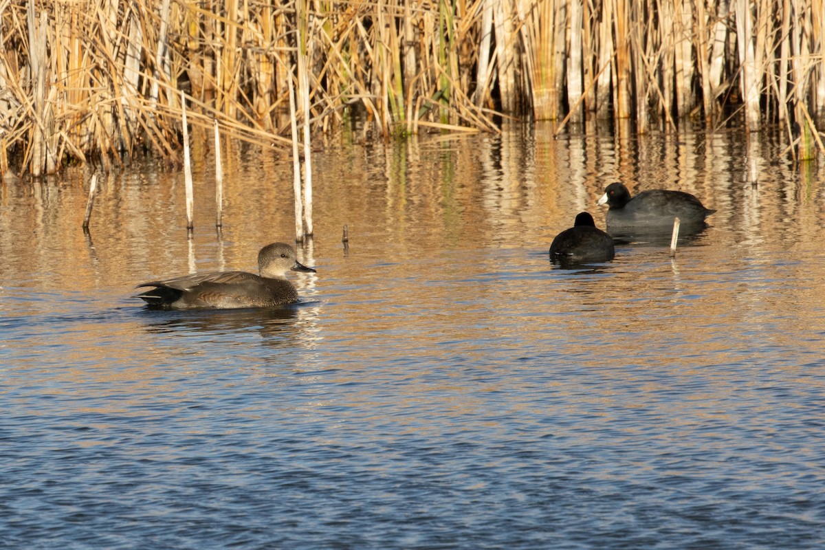 Gadwall - ML616749436
