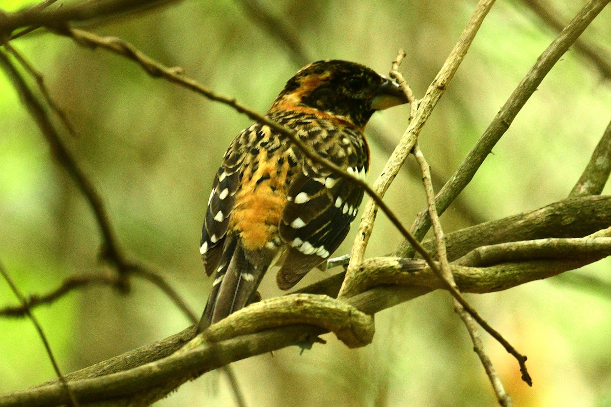 Black-headed Grosbeak - ML616749459