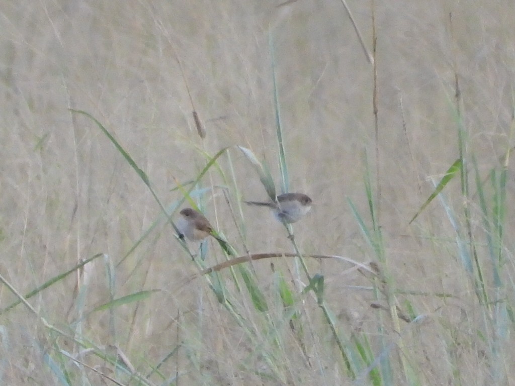 White-winged Fairywren - Scott Fox