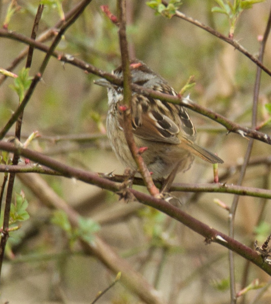 Swamp Sparrow - Knarr Dan