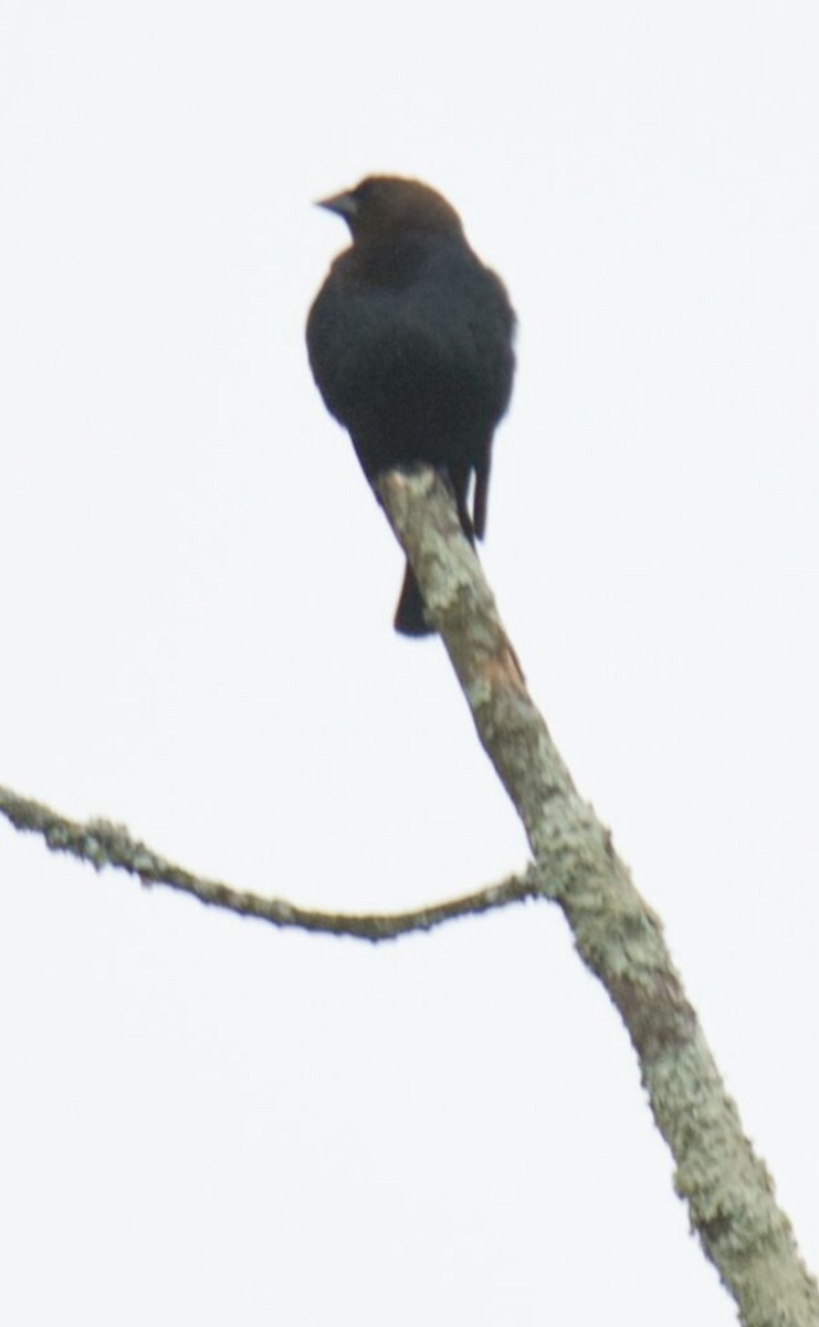 Brown-headed Cowbird - ML616749522