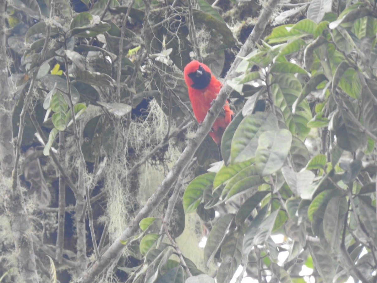 Vermilion Tanager - ML616749523