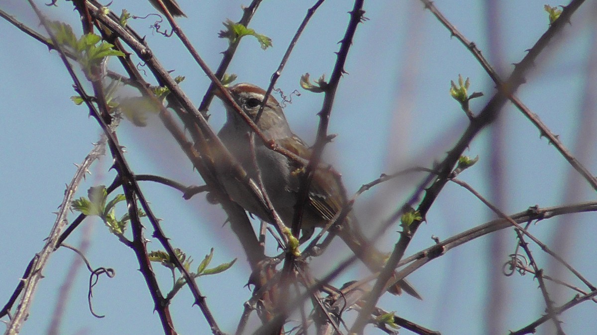 White-crowned Sparrow - ML616749534