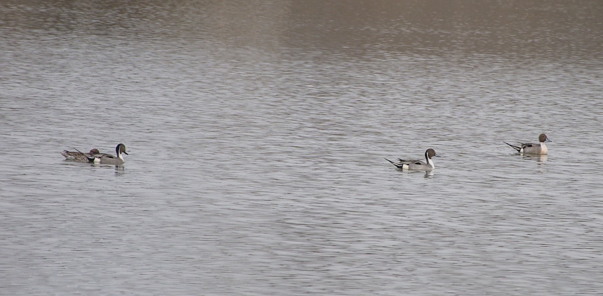 Northern Pintail - ML616749613