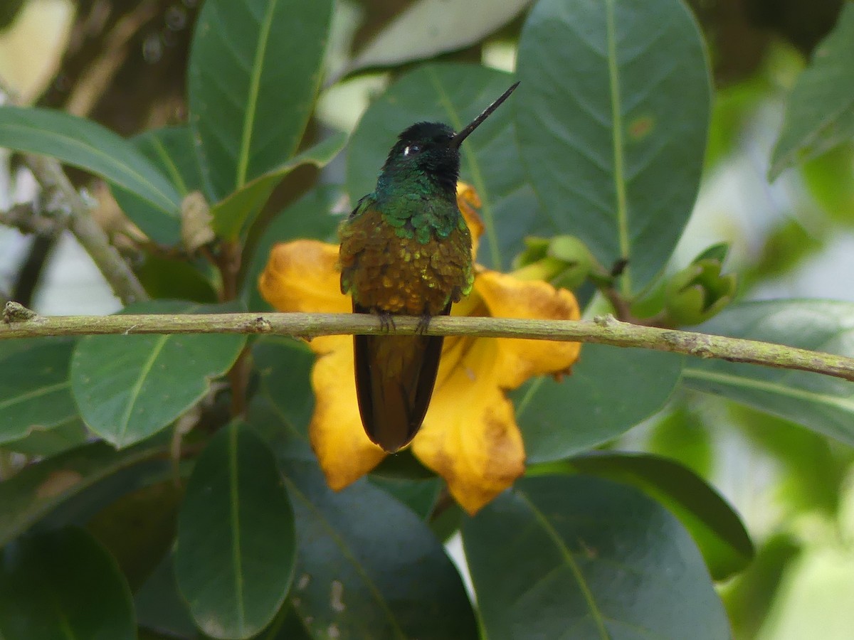 Goldbauchkolibri - ML616749623