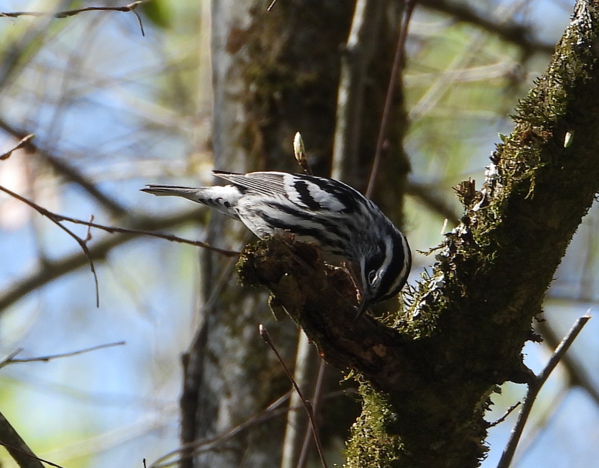 Black-and-white Warbler - ML616749642