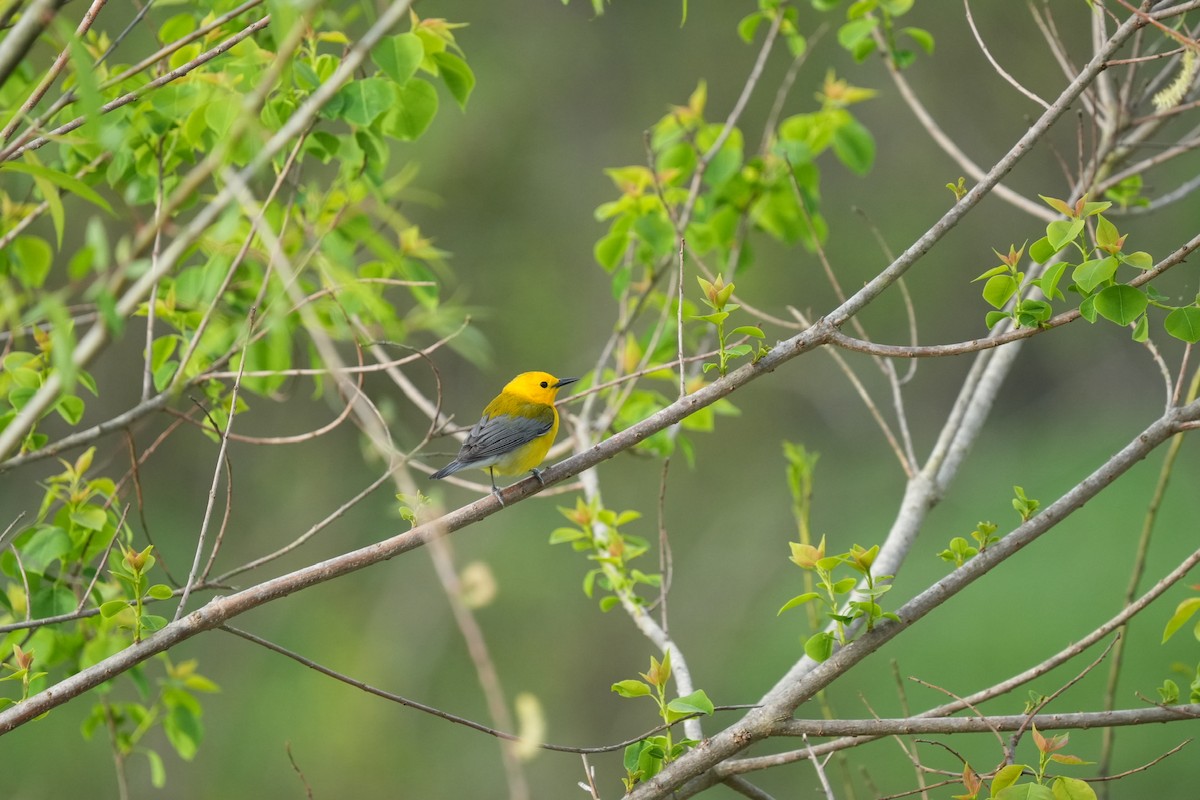 Prothonotary Warbler - Todd DeVore