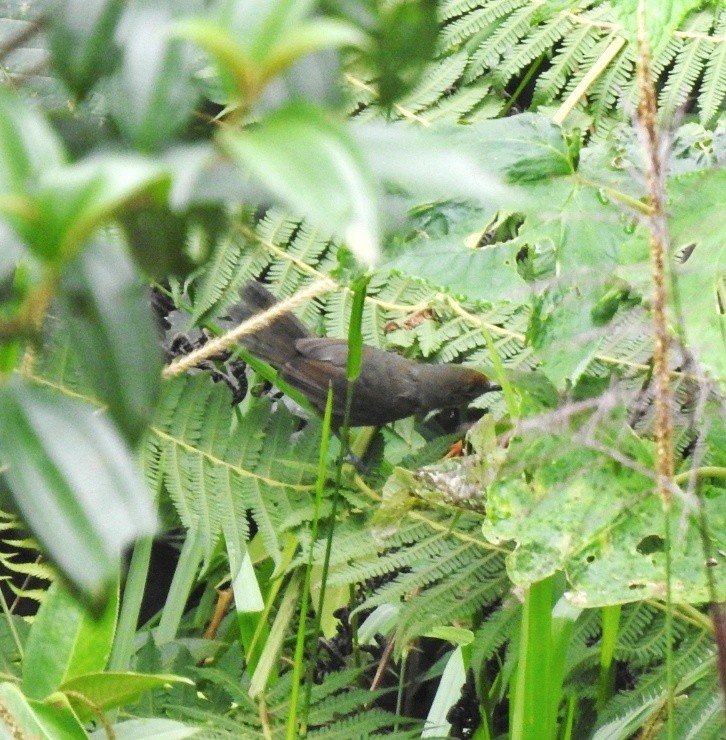 Ash-colored Tapaculo - fabian castillo