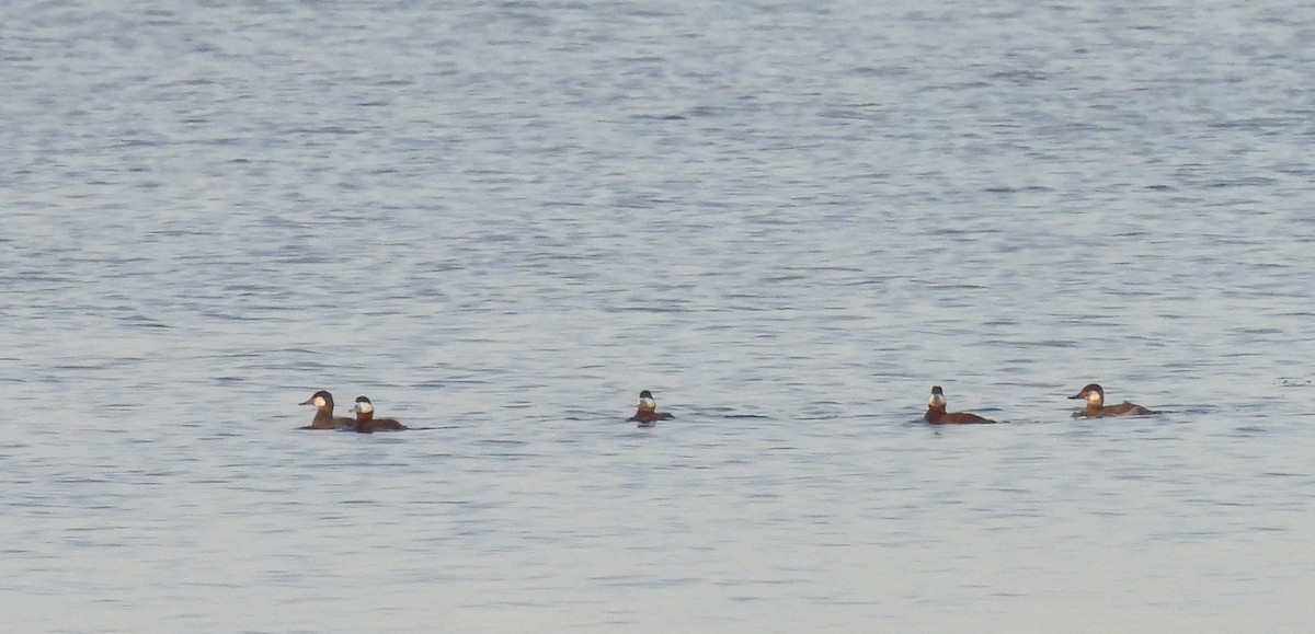 Ruddy Duck - ML616749755