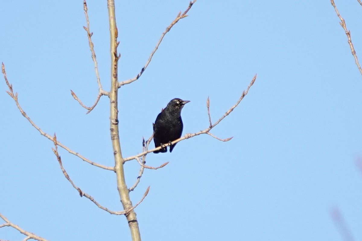 Rusty Blackbird - ML616749760